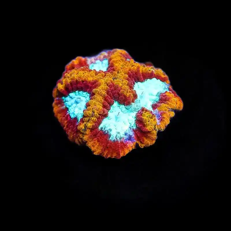 Ultron Favia Coral - TSA Coral