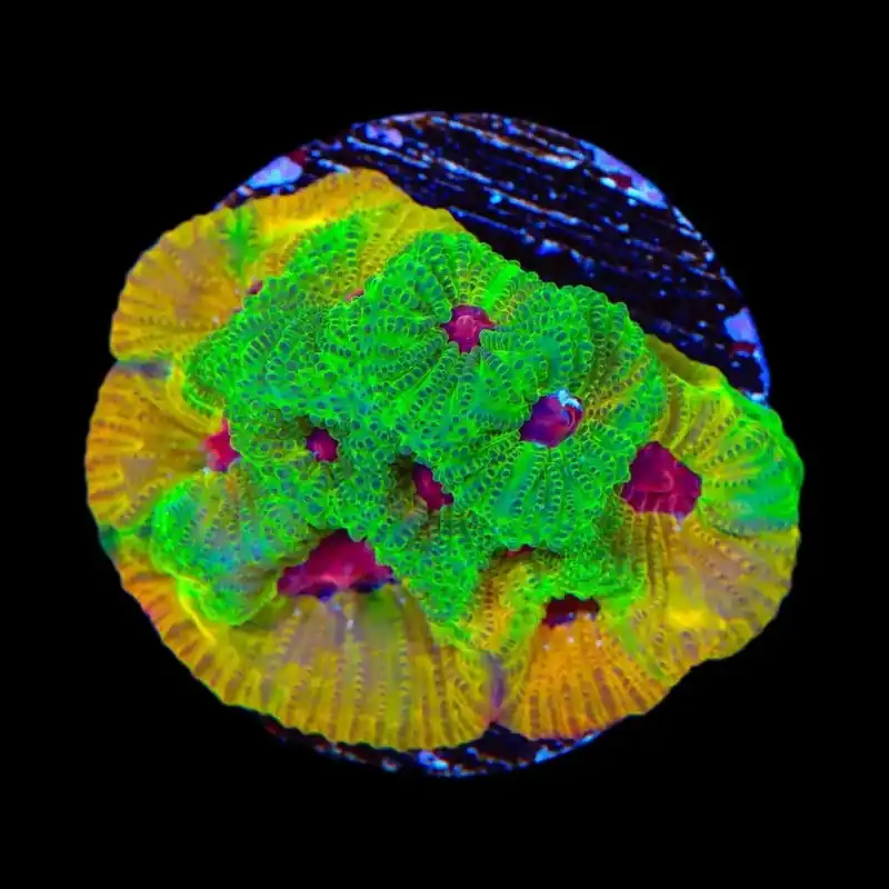 UC Fascination Favia Coral - TSA Coral