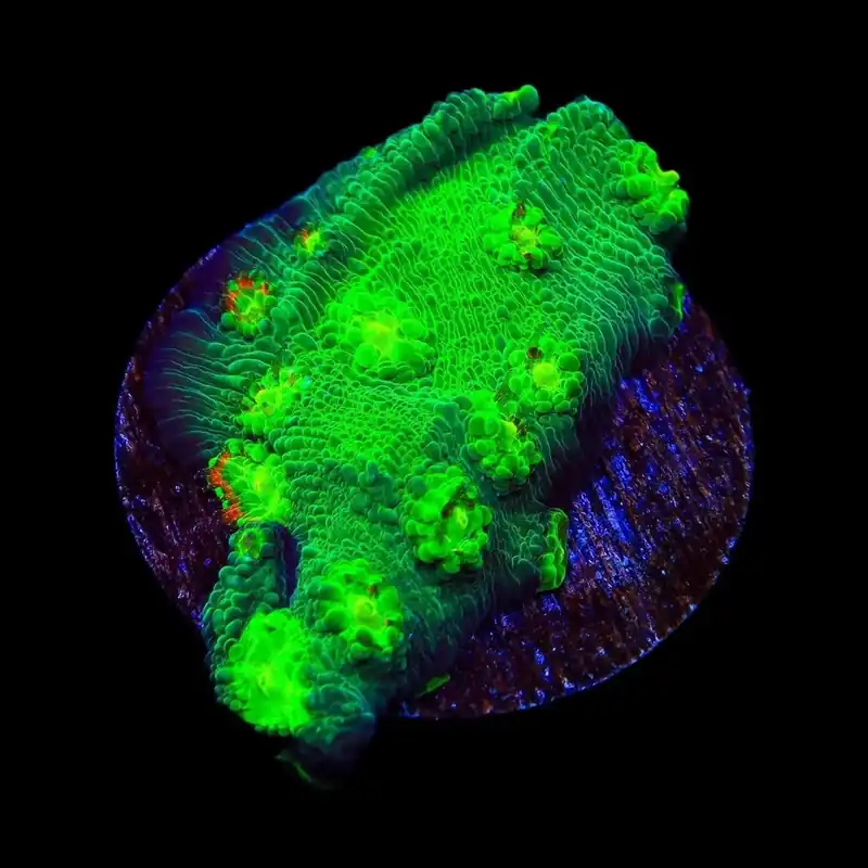Hollywood Stunner Chalice Coral - TSA Coral