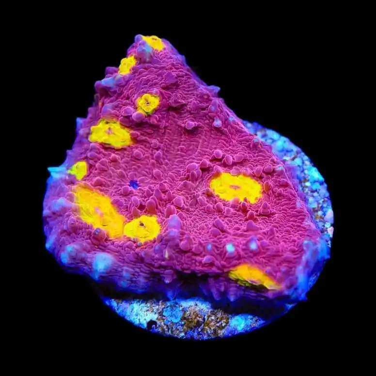 TSA Golden Eye Chalice Coral - TSA Coral