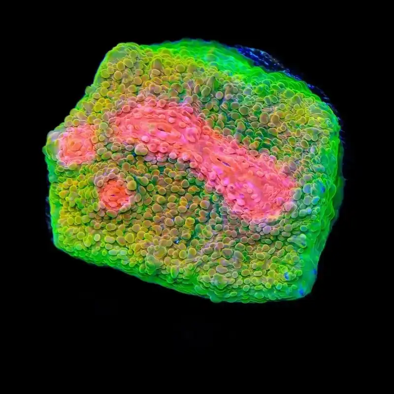 3G Mummy Eye Chalice Coral - TSA Coral