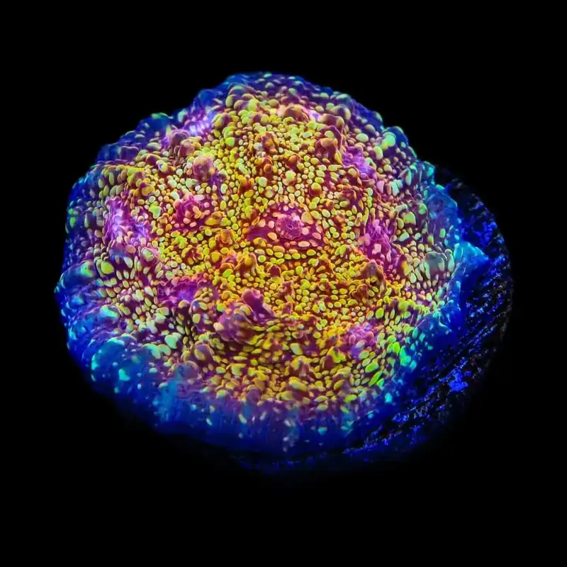 CB El Diablo Chalice Coral - TSA Coral