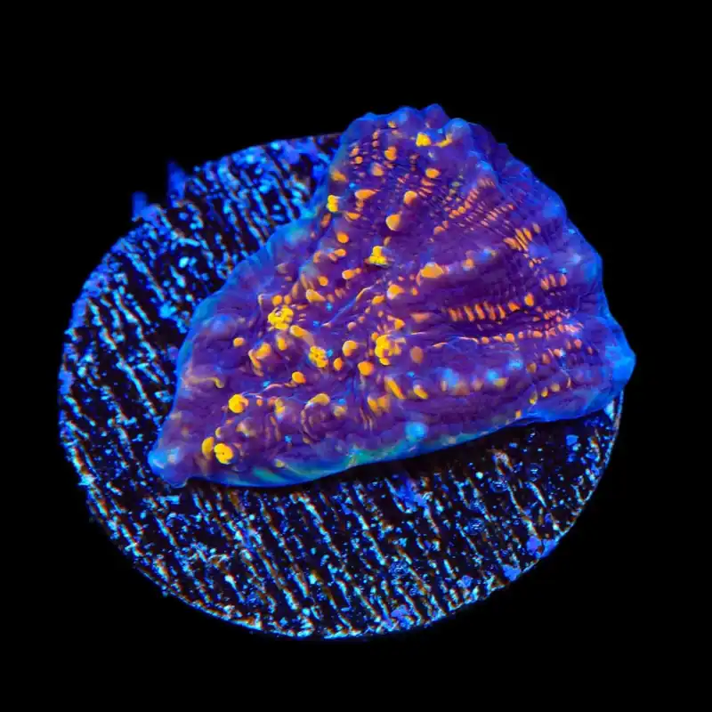 TSA Goldschlager Chalice Coral - TSA Coral