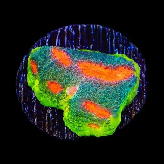 JF My Miami Chalice Coral - TSA Coral