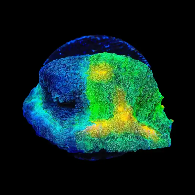 TSA Dark Side of the Moon Chalice Coral - TSA Coral