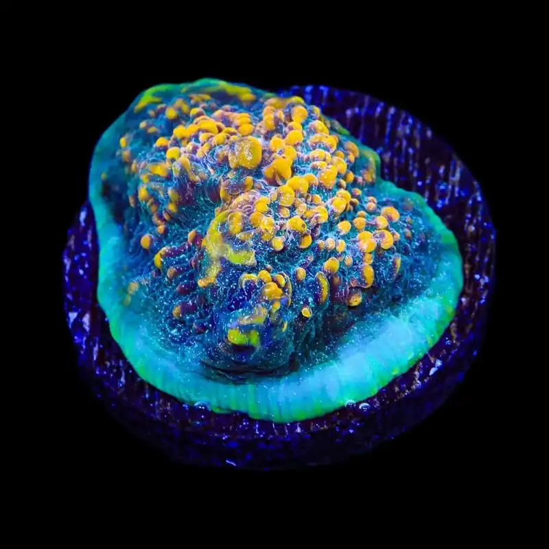 TSA Smoothie King Chalice Coral - TSA Coral