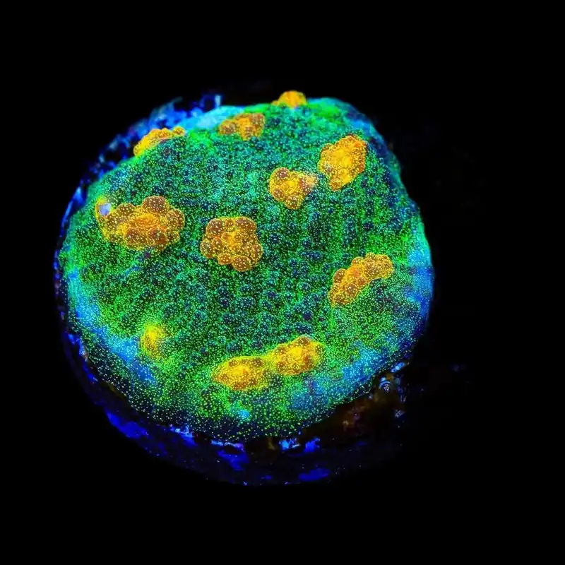 TSA Sparkle Invader Chalice Coral - TSA Coral