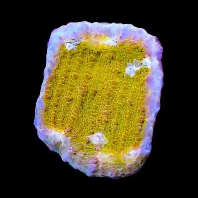 TSA Sugar Cookie Chalice Coral - TSA Coral