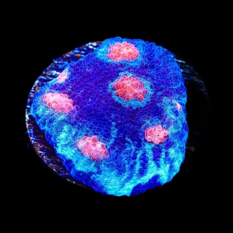 ACI Mike the Mycedium Chalice Coral - TSA Coral