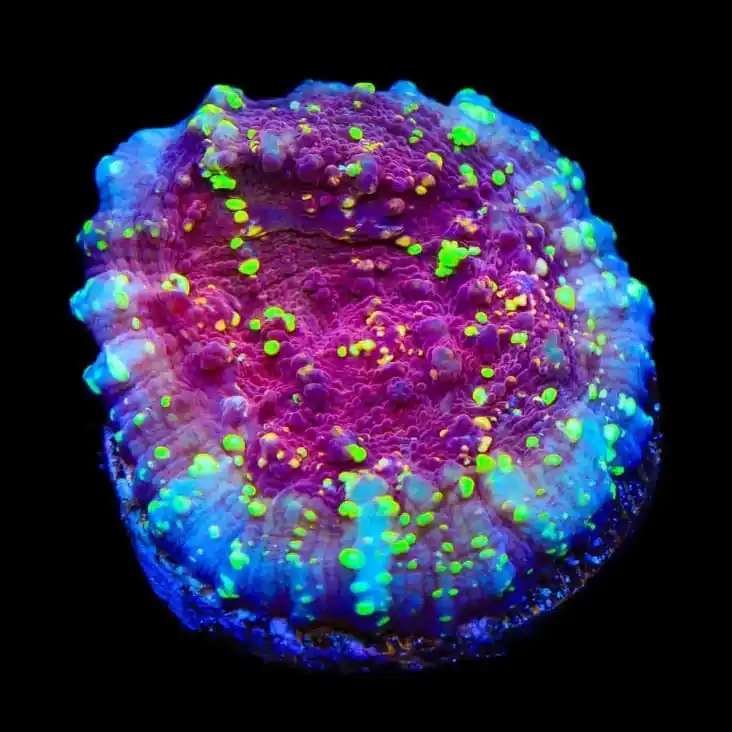 JF Gold Meister Chalice Coral - TSA Coral