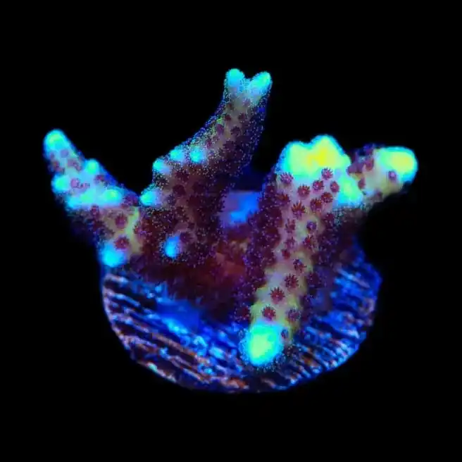 TSA Pink Tip Birdsnest Coral - TSA Coral