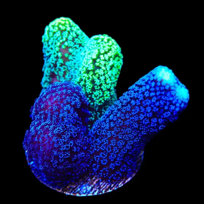 TSA Triple Threat Stylophora Coral - TSA Coral