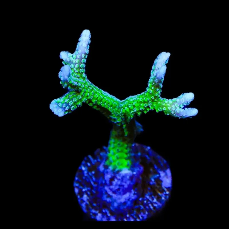 TSA Teal Birdsnest Coral - TSA Coral