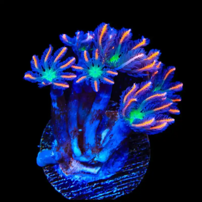 TSA Candied Pumpkin Clove Polyp Coral - TSA Coral