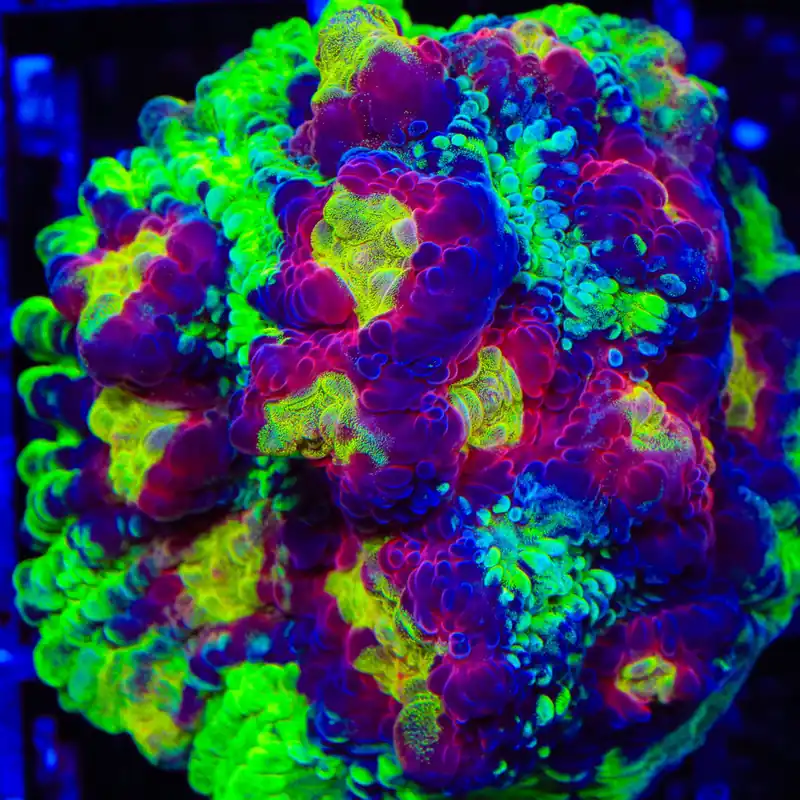 JF Chemical Reaction Chalice Coral - TSA Coral