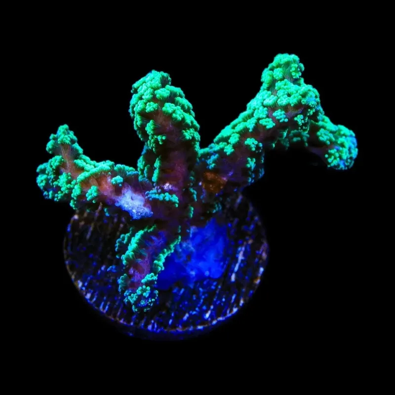 TSA Neon Green Birdsnest Coral - TSA Coral