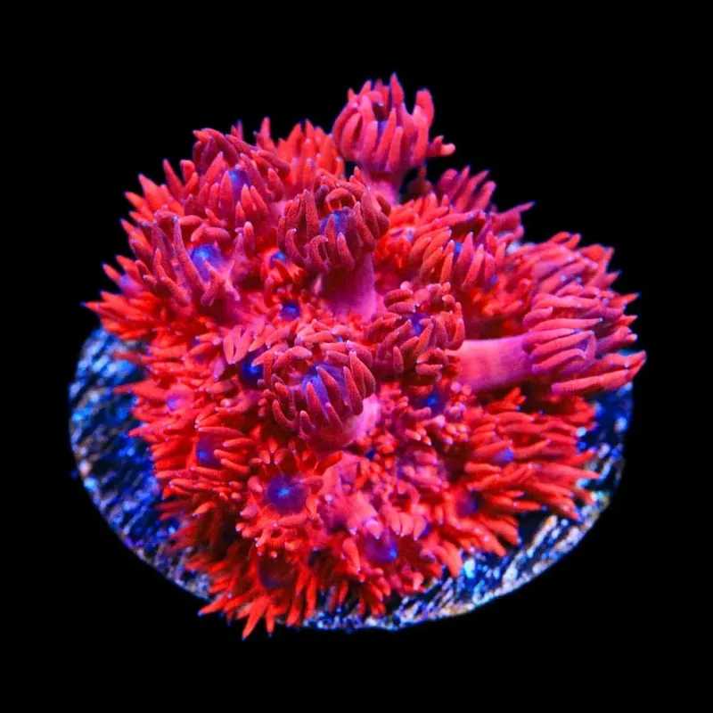 ORA Cherry Red Goniopora Coral - TSA Coral