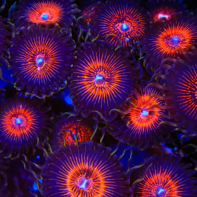 God of War Zoanthids Coral - TSA Coral
