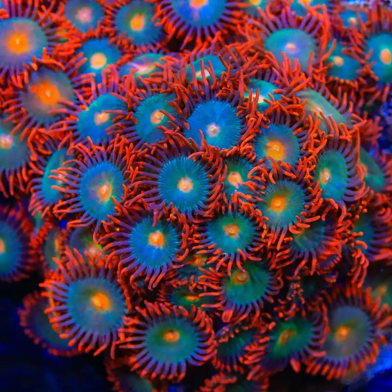 Gatorade Zoanthids Coral - TSA Coral