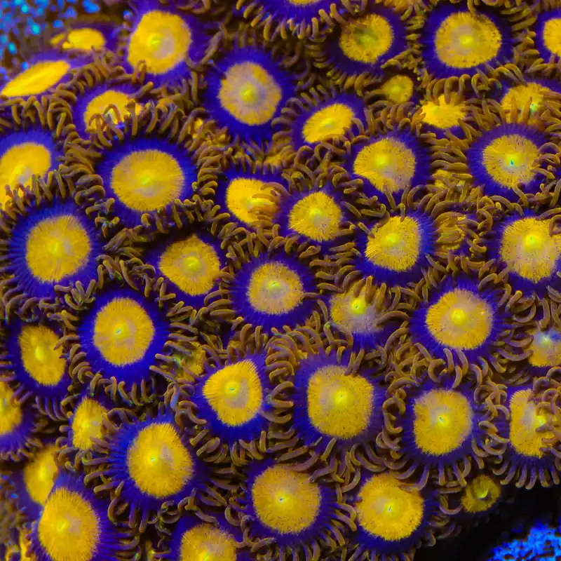 King Midas Zoanthids Coral - TSA Coral