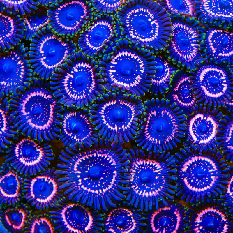 Taser Zoanthids Coral - TSA Coral