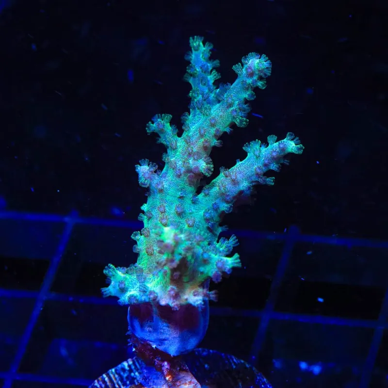 Mint Finger Leather Coral - TSA Coral
