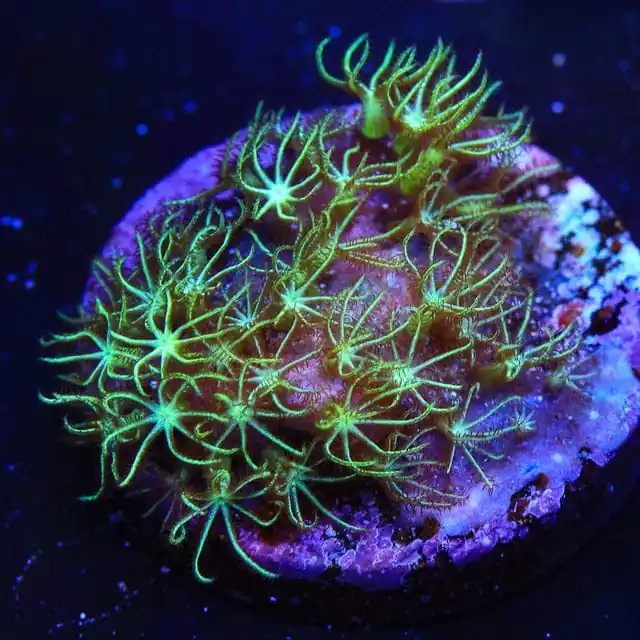 Mint Green Star Polyps Coral - TSA Coral