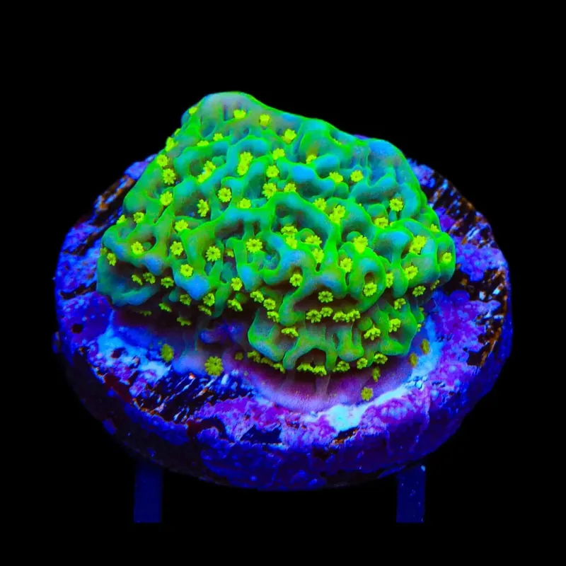 JF Frankie's Hot Pink Rim Montipora Cap Coral - TSA Coral