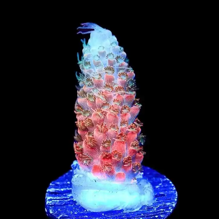 TSA Rose Bloom Acropora Coral - TSA Coral