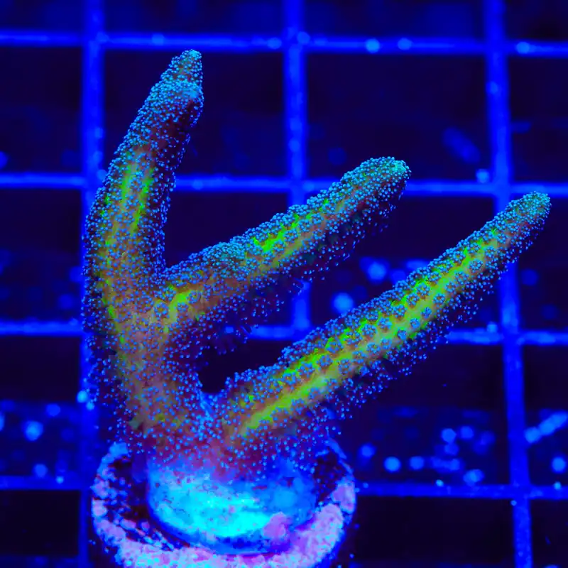 ORA Bird of Paradise Birdsnest Coral - TSA Coral