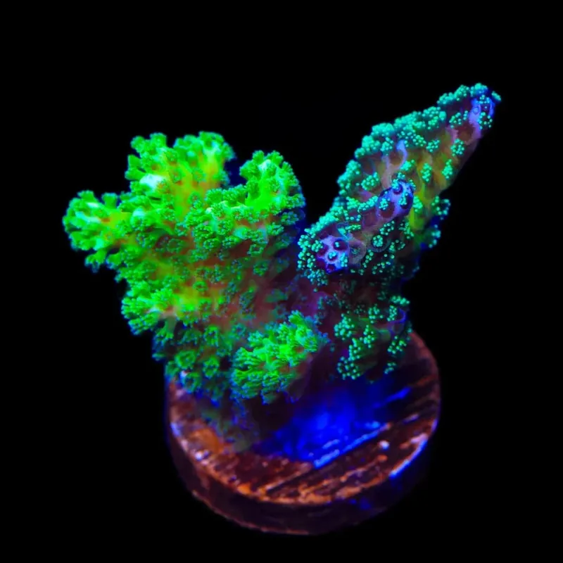 TSA Double Trouble Pocillopora Coral - TSA Coral