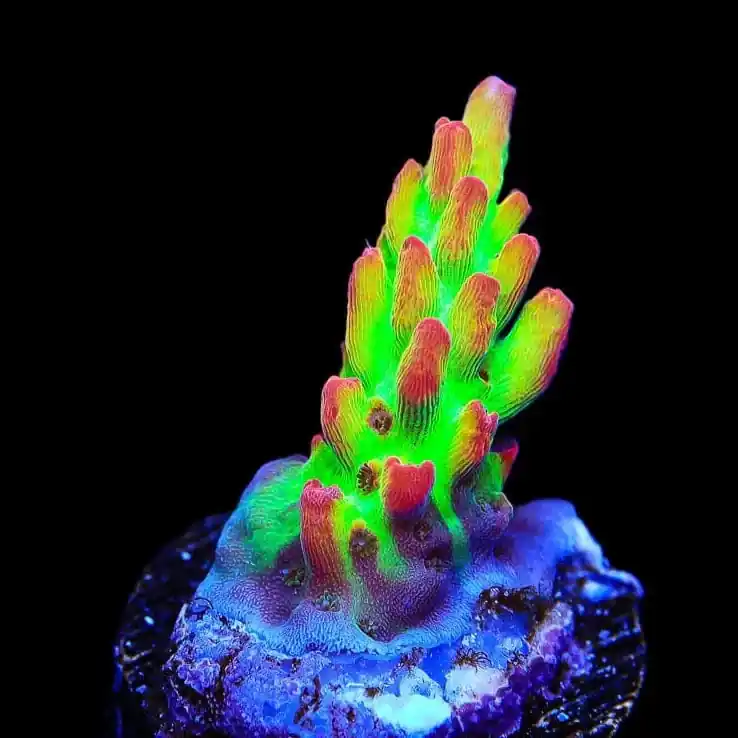 TSA Flame Tip Microclados Acropora Coral - TSA Coral