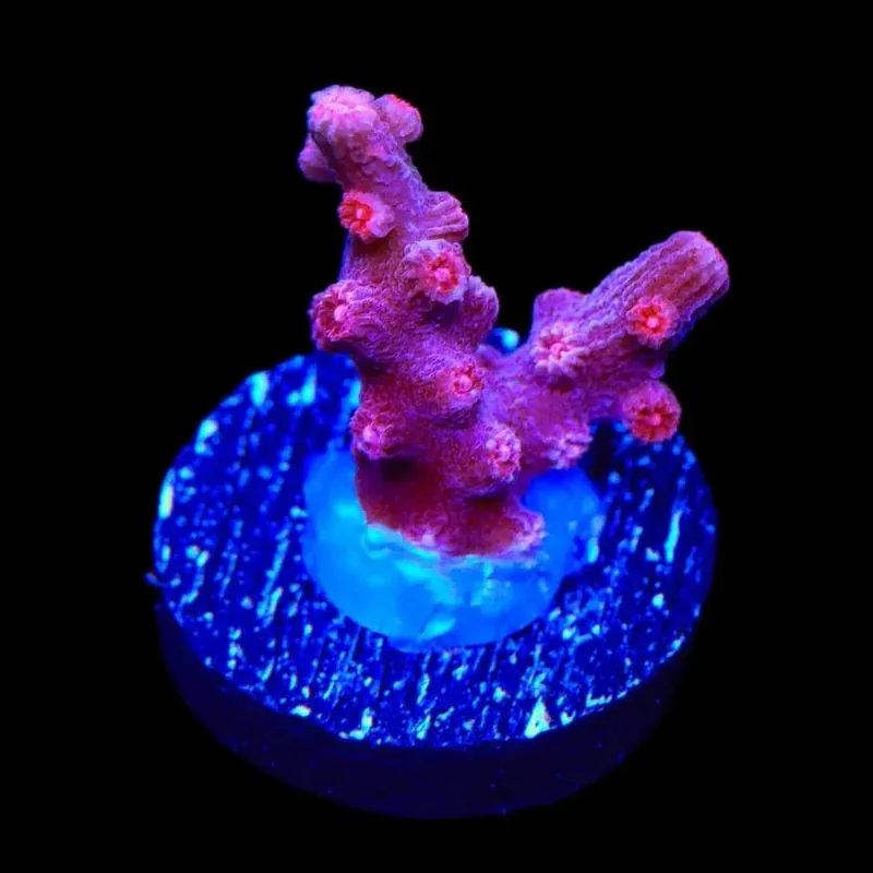 Pink Branching Cyphastrea Coral - TSA Coral