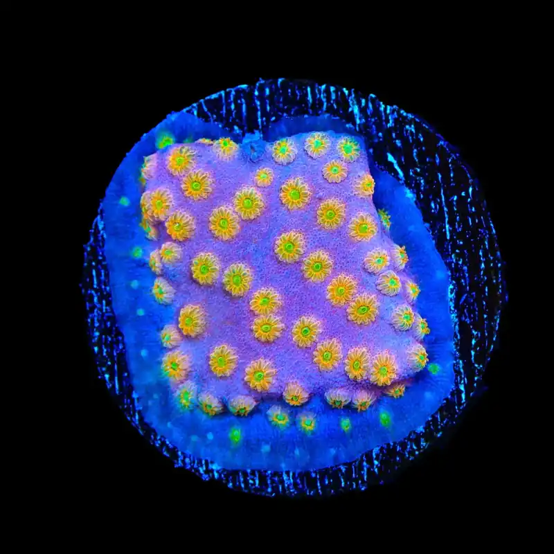 ACI Sunrise Cyphastrea Coral - TSA Coral