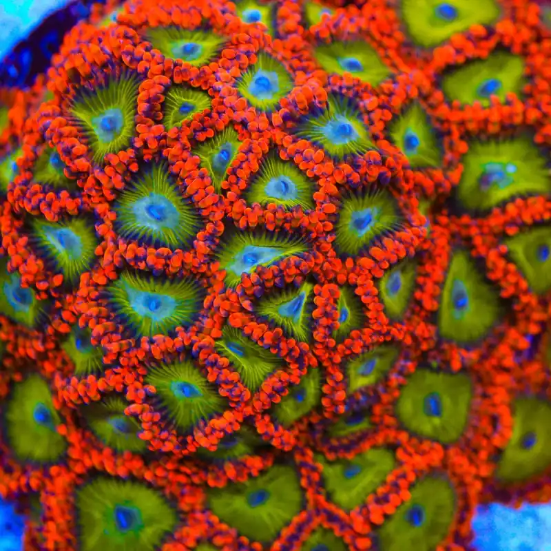 CB Electric Oompa Loompa Zoanthids Coral - TSA Coral