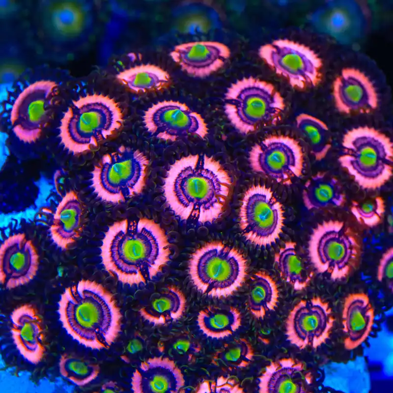 JF Daisy Duke Zoanthids Coral - TSA Coral
