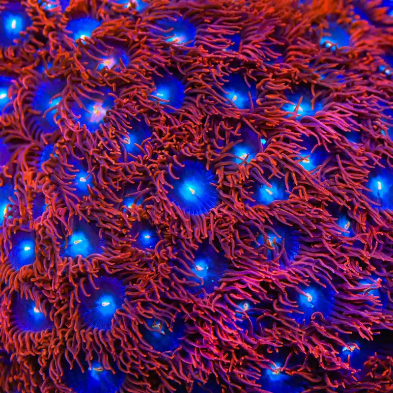 Punk Rocker Zoanthids Coral - TSA Coral