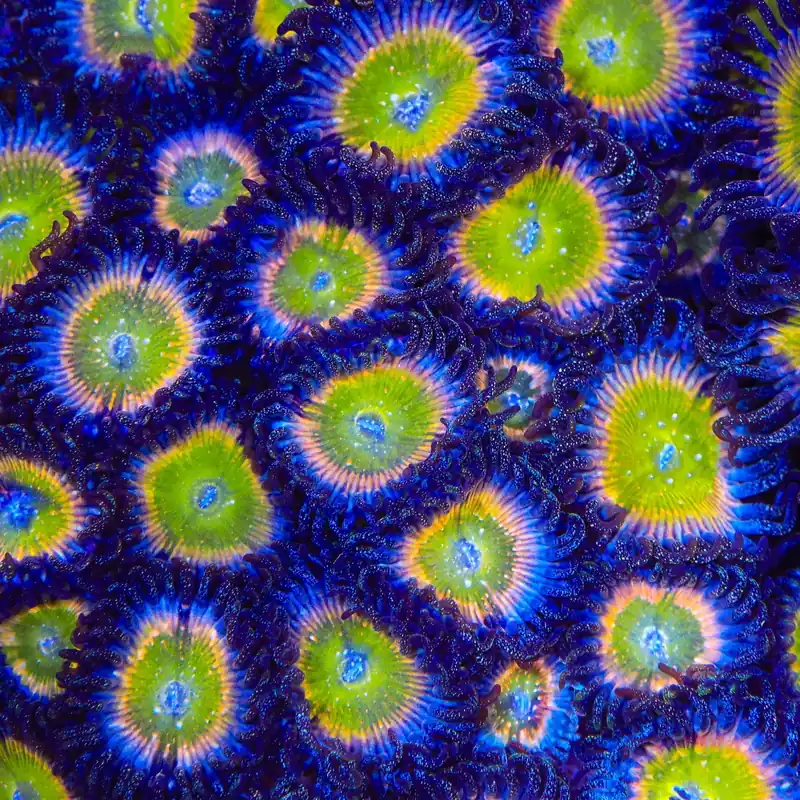 Rainbow Raptor Zoanthids Coral - TSA Coral