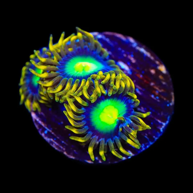 Radioactive Dragon Eye Zoanthids Coral - TSA Coral