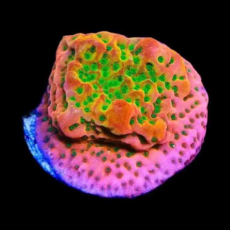 TSA Sugar High Montipora Coral - TSA Coral
