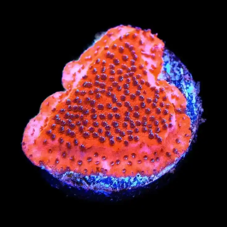 Mystic Sunset Montipora Coral - TSA Coral