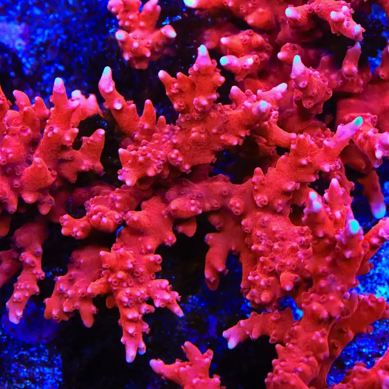 JF TNT Anacropora Coral - TSA Coral