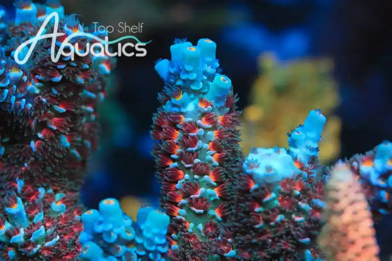 TSA Starscream Tenuis Acropora Coral - TSA Coral