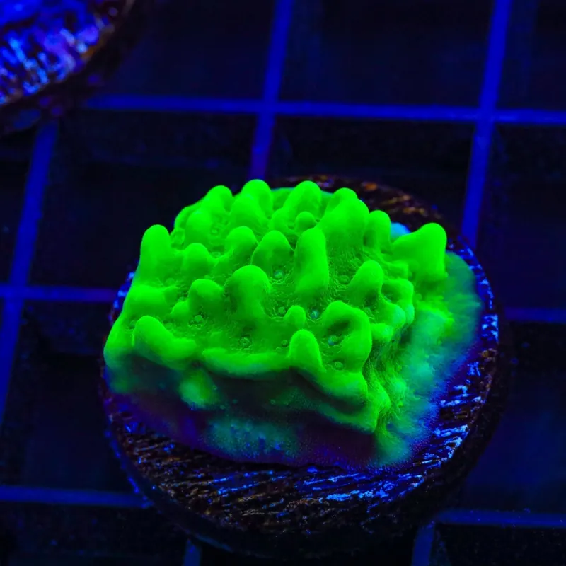 TSA Plutonium Palawensis Montipora Coral - TSA Coral
