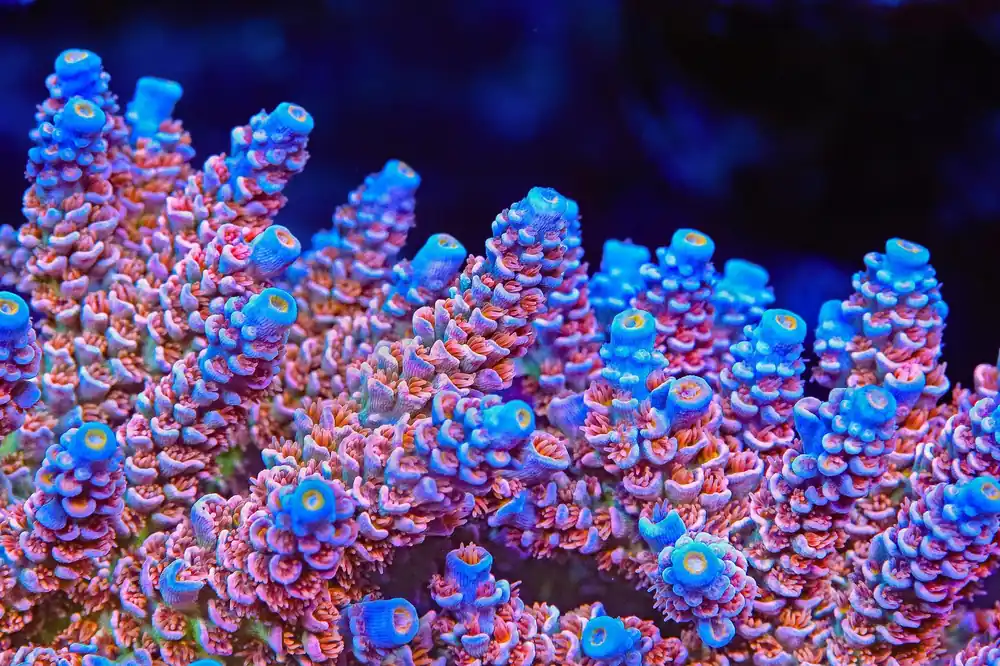 TSA Miss Piggy Tenuis Acropora Coral - TSA Coral