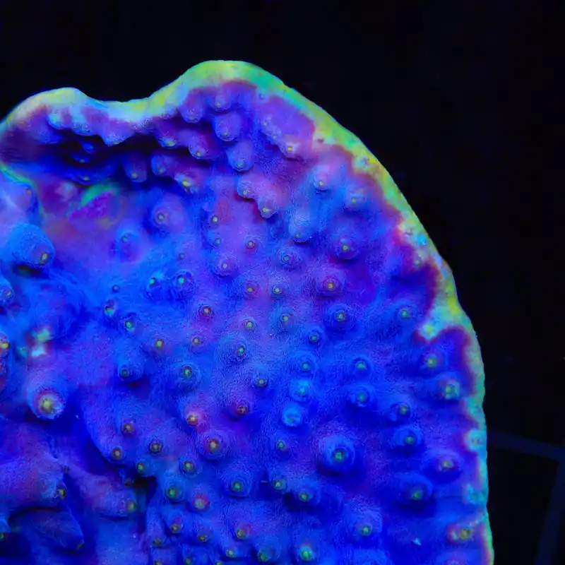 LA Lakers Scroll Coral - TSA Coral