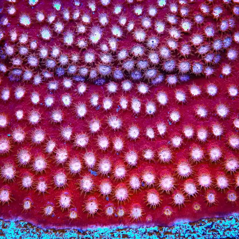 Peppermint Cyphastrea Coral - TSA Coral