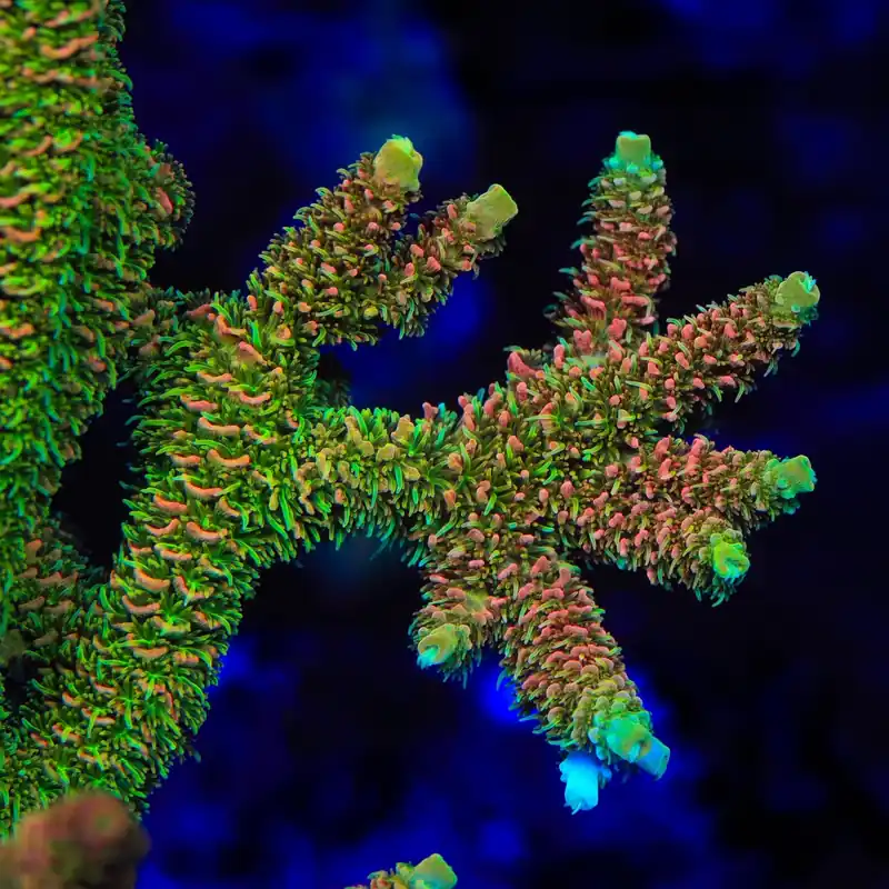 ASD Rainbow Millepora Acropora Coral - TSA Coral