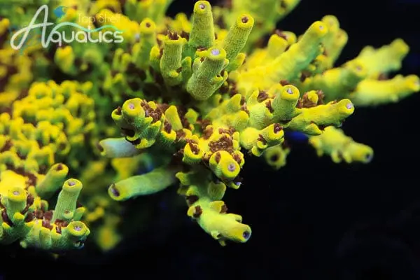 TSA Scary Canary Acropora Coral - TSA Coral