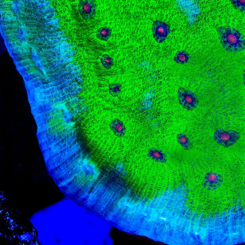 TSA Avatar Chalice Coral - TSA Coral